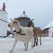 Rumšiškėse – prieškalėdinio laikotarpio egzotika