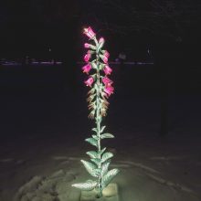 Botanikos sode – magiškas šviesų festivalis <span style=color:red;>(nuotraukų galerija)</span>