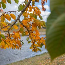 Nemuno saloje – sakurų grožis: akį traukia ne tik pavasarį, bet ir rudenį