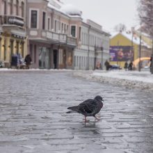 Vilniaus gatvė: ar ne per anksti liejasi kritika?