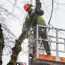 Laisvės alėjoje kertamos liepos traukia praeivių dėmesį