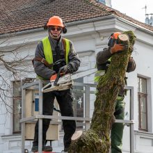 Laisvės alėjoje kertamos liepos traukia praeivių dėmesį