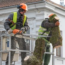 Laisvės alėjoje kertamos liepos traukia praeivių dėmesį