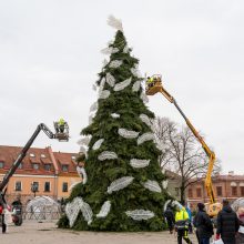 Kauno eglė jau pasirodė visu gražumu: ką mano miestiečiai?