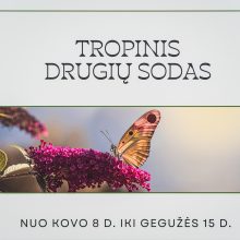 Kaune – vėl tropikai: Botanikos sode iš lėliukių ritasi įvairiaspalviai didžiuliai drugiai