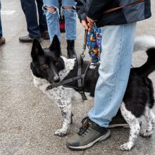 Vasario 16-oji Kaune – su šimtais vėliavų ir pasididžiavimo jausmu