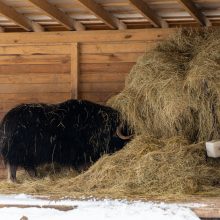 Lietuvos zoologijos sodas turi naujokų: kviečia susipažinti