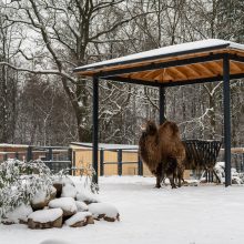 Lietuvos zoologijos sodas turi naujokų: kviečia susipažinti