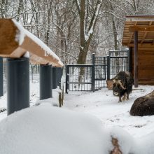 Lietuvos zoologijos sodas turi naujokų: kviečia susipažinti