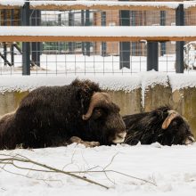 Lietuvos zoologijos sodas turi naujokų: kviečia susipažinti