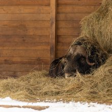 Lietuvos zoologijos sodas turi naujokų: kviečia susipažinti