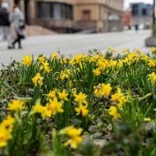 Laisvės alėjoje – daugiau spalvų: į dangų stiebiasi narcizai