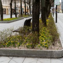 Laisvės alėjoje – daugiau spalvų: į dangų stiebiasi narcizai