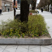 Laisvės alėjoje – daugiau spalvų: į dangų stiebiasi narcizai