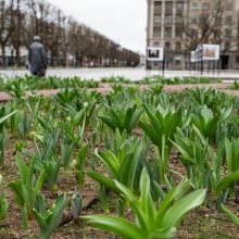 Laisvės alėjoje – daugiau spalvų: į dangų stiebiasi narcizai