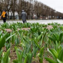 Laisvės alėjoje – daugiau spalvų: į dangų stiebiasi narcizai