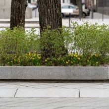 Laisvės alėjoje – daugiau spalvų: į dangų stiebiasi narcizai