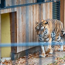 Pirmųjų Zoologijos sodo lankytojų įspūdžiai: gražu, tvarkinga, akį traukia egzotiniai gyvūnai