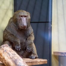 Pirmųjų Zoologijos sodo lankytojų įspūdžiai: gražu, tvarkinga, akį traukia egzotiniai gyvūnai