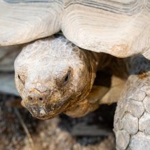 Pirmųjų Zoologijos sodo lankytojų įspūdžiai: gražu, tvarkinga, akį traukia egzotiniai gyvūnai