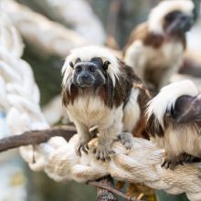 Pirmųjų Zoologijos sodo lankytojų įspūdžiai: gražu, tvarkinga, akį traukia egzotiniai gyvūnai