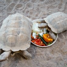 Pirmųjų Zoologijos sodo lankytojų įspūdžiai: gražu, tvarkinga, akį traukia egzotiniai gyvūnai