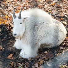 Pirmųjų Zoologijos sodo lankytojų įspūdžiai: gražu, tvarkinga, akį traukia egzotiniai gyvūnai