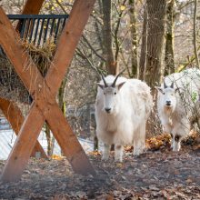 Pirmųjų Zoologijos sodo lankytojų įspūdžiai: gražu, tvarkinga, akį traukia egzotiniai gyvūnai