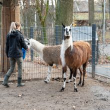 Pirmųjų Zoologijos sodo lankytojų įspūdžiai: gražu, tvarkinga, akį traukia egzotiniai gyvūnai