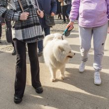 Sausakimšoje Kaziuko mugėje Kaune – šypsenos, derybos, aimanos ir stipruolis V. Blekaitis