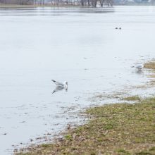 Pasigrožėkite: Santakos parke karaliauja Nemuno ir Neries vanduo