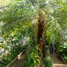 Į VDU Botanikos sodą – tropinių drugių