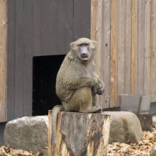 Lietuvos Zoologijos sodo atidarymas