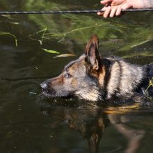 Druskininkuose prasideda pasieniečių tarnybinių šunų meistriškumo čempionatas