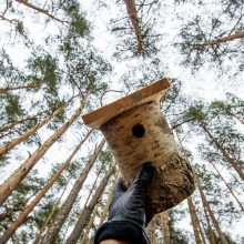 Pasaulinę miškų dieną urėdijose – inkilų kėlimo šventė