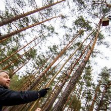 Pasaulinę miškų dieną urėdijose – inkilų kėlimo šventė