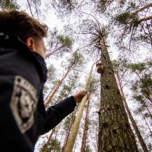 Pasaulinę miškų dieną urėdijose – inkilų kėlimo šventė