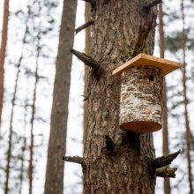 Pasaulinę miškų dieną urėdijose – inkilų kėlimo šventė