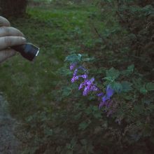 Naktinėjimuose botanikos sode – azartiškos švytėjimo paieškos