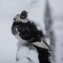 Sostinei – sniego iššūkiai: kelininkai dirbo visą naktį