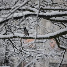Sostinei – sniego iššūkiai: kelininkai dirbo visą naktį