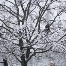 Sostinei – sniego iššūkiai: kelininkai dirbo visą naktį