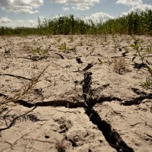 Dar kartą siūlo dėl sausros neskelbti ekstremalios situacijos visoje Lietuvoje