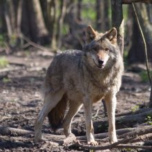 Prasideda pavasarinė laukinių gyvūnų vakcinacija nuo pasiutligės