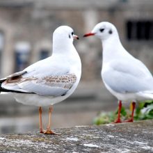 Marijampolėje vėl fiksuotas paukščių gripo atvejis laukinėje gamtoje