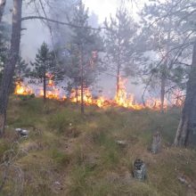 Miškininkai įspėja apie gaisrų pavojų: prašo nedeginti pernykštės žolės
