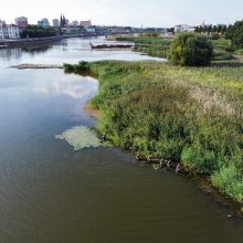 Tarša Oderio upėje gali pakenkti žuvims Baltijos jūroje