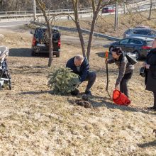 Širdies dėl išmestos eglės neskaudės: vėl sodinamas Vilniaus Kalėdų miškas