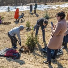 Širdies dėl išmestos eglės neskaudės: vėl sodinamas Vilniaus Kalėdų miškas