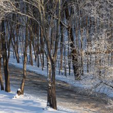 Vilniaus medžius stebės palydovai ir dirbtinis intelektas